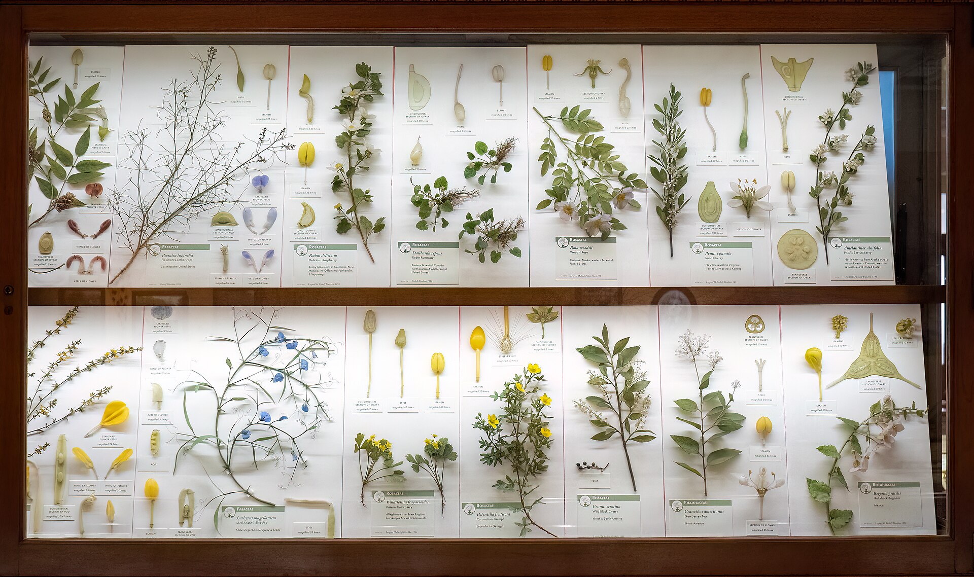 Blaschka glass models, Harvard Museum of Natural History